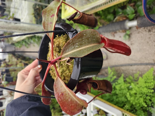 N . (truncata x peltata) x lowii 食虫植物 Y522 1-4 N. (truncata x peltata ) x lowii #NNN - Y's Exotics