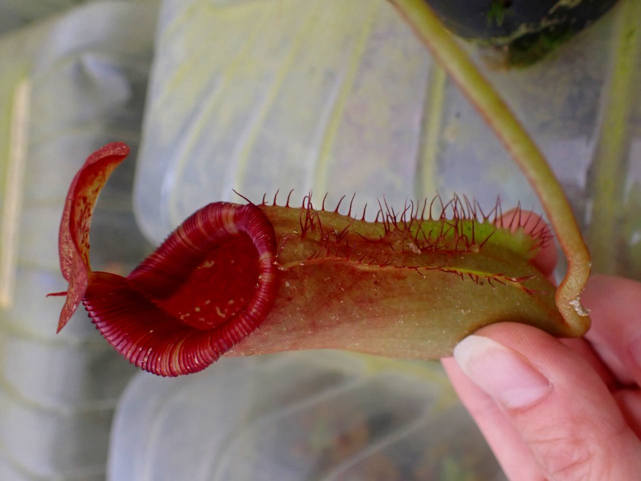 R542 1-3 N. peltata yellow phantom x lowii #NNN - Y's Exotics