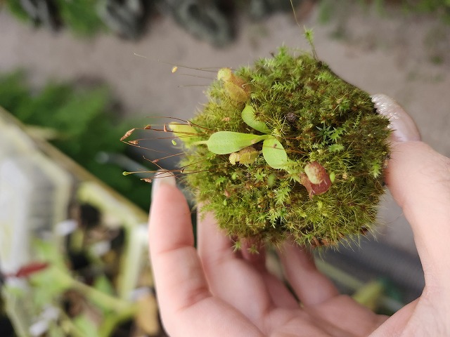 食虫植物N. rajah x villosa #NNN Y733 1-2 N. lowii x villosa #NNN - Y's Exotics （山田食虫植物農園）