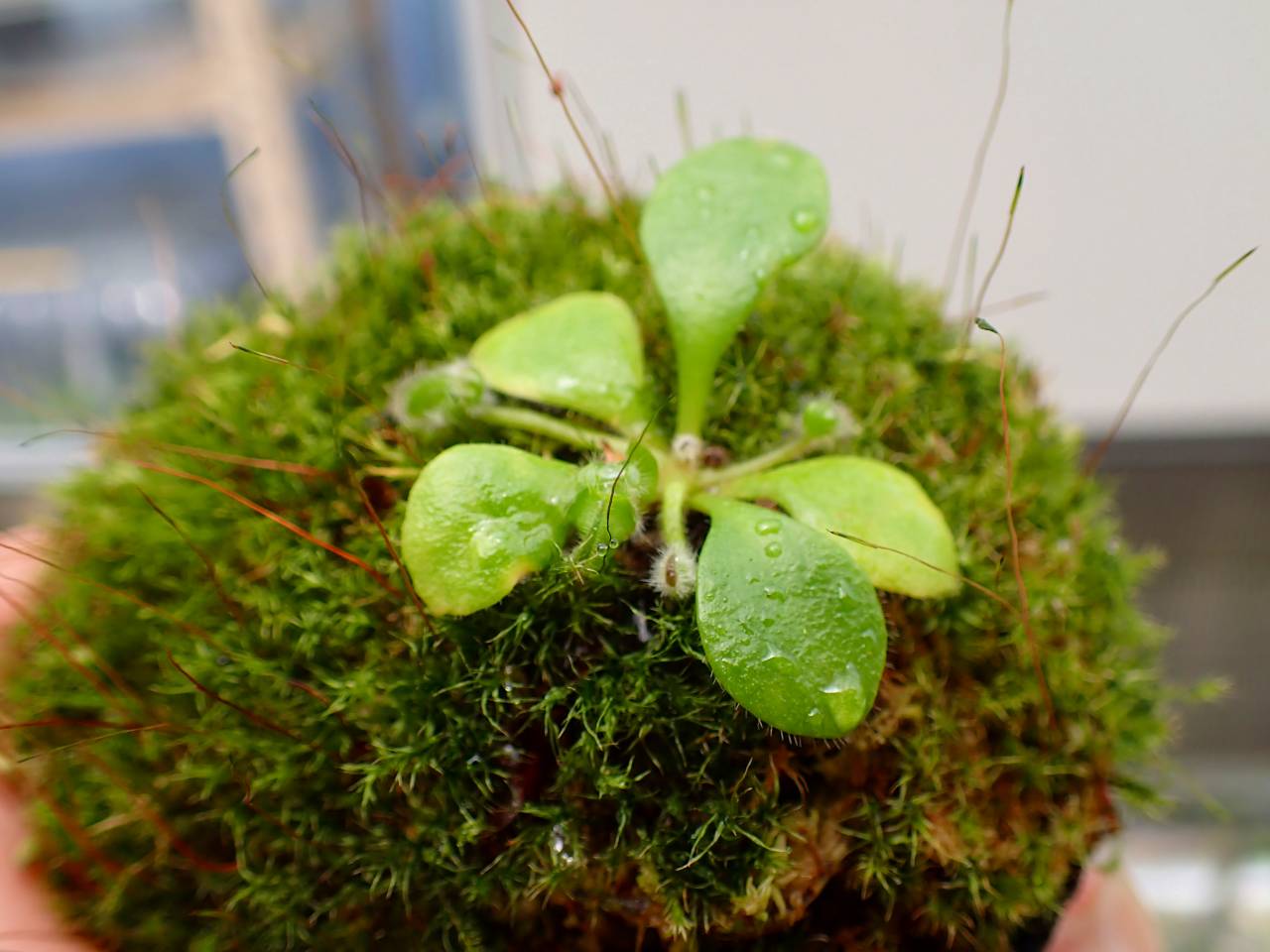 E144 1-2 Cephalotus follicularis black pitcher clone (Botanical