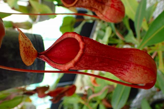 P439 5-3 N. Yoyogi 一正園 | Y's Exotics （山田食虫植物農園）
