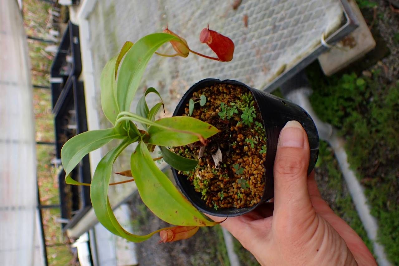 SantaMariaNobella ACQUA カキカキ SantaMariaNobella ACQUA カキカキ