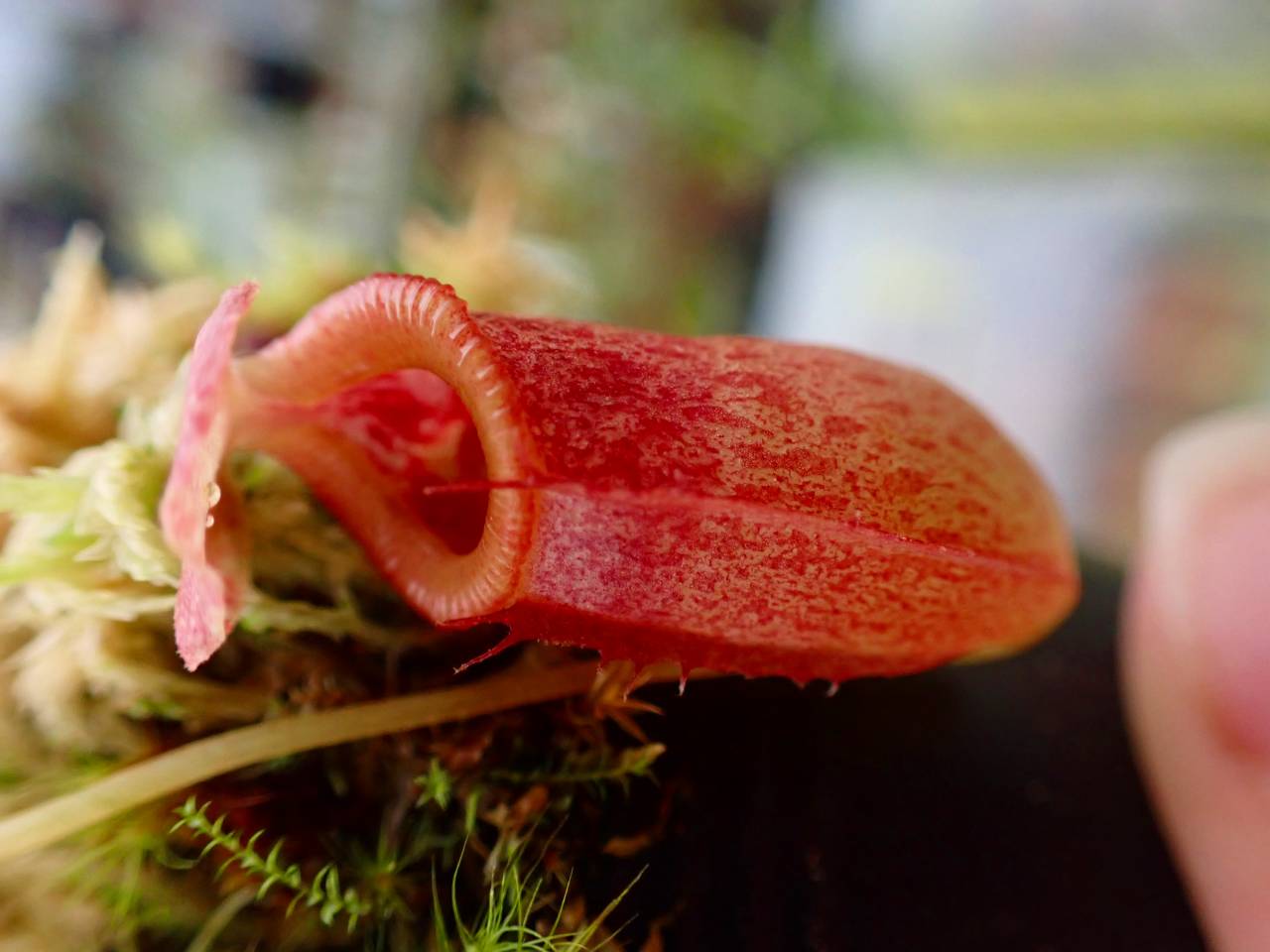 食虫植物N. rajah x villosa #NNN Nepenthes rajah 食虫植物N. rajah x
