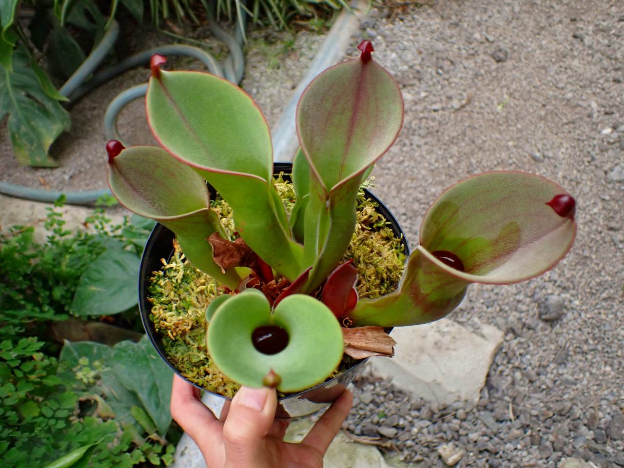 G932 1-1 #BBB H. folliculata (K) x minor var. pilosa AW - Y's