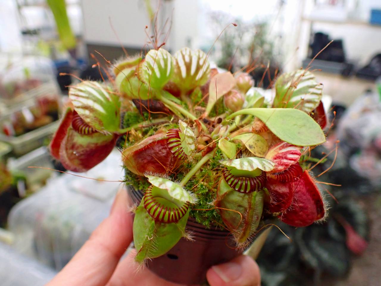 G290 1-1 #BBB Cephalotus follicularis `Big Boy' Cedric - Y's