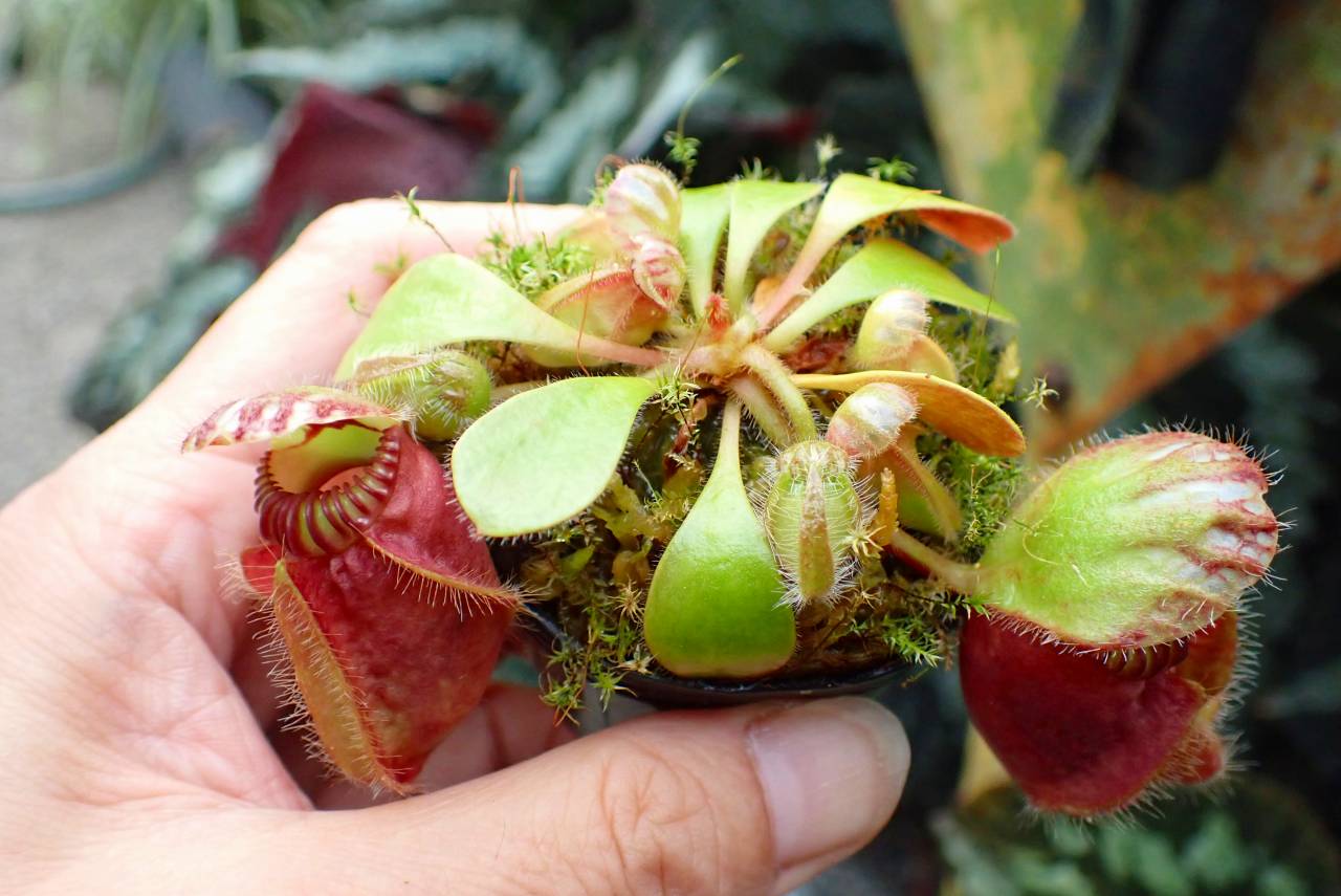 Y443 1-1 Cephalotus follicularis seedlings of Hummer's Giant
