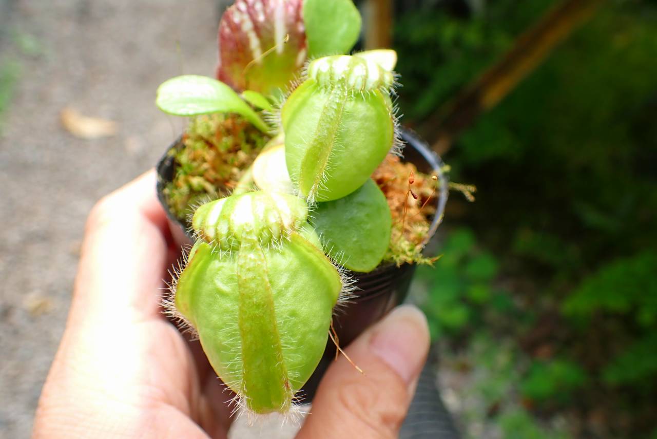 Y355 1-1 Cephalotus follicularis `Big Boy' Cedric | Y's