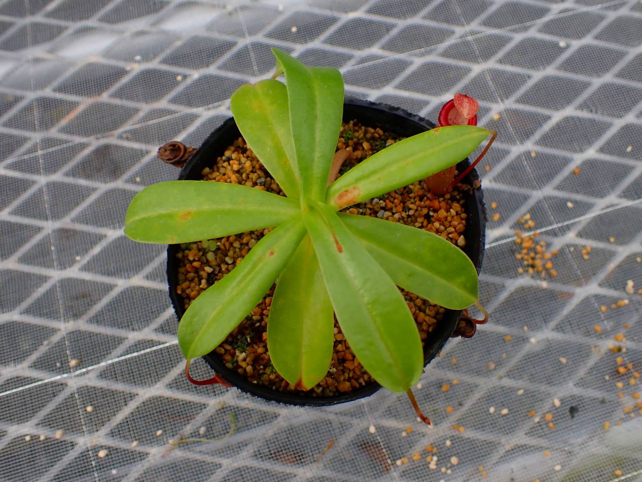 P733 5-3 #BBB N. ventricosa (a) EP - Y's Exotics （山田食虫植物農園）