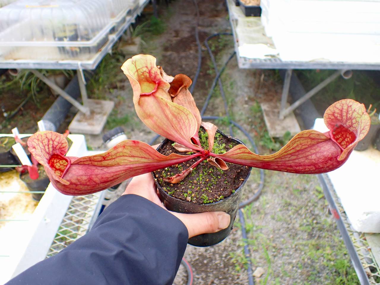 J636 4-1 S. purpurea ssp. venosa var. burkii BCP - Y's Exotics