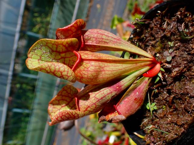 G030 #BBB S. purpurea Hybrid (seedling) | Y's Exotics （山田食虫