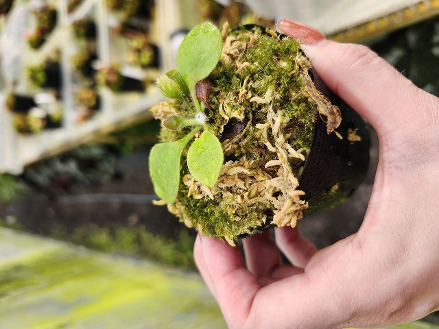 G740 1-1 Cephalotus follicularis Fred Howel Giant MC - Y's Exotics