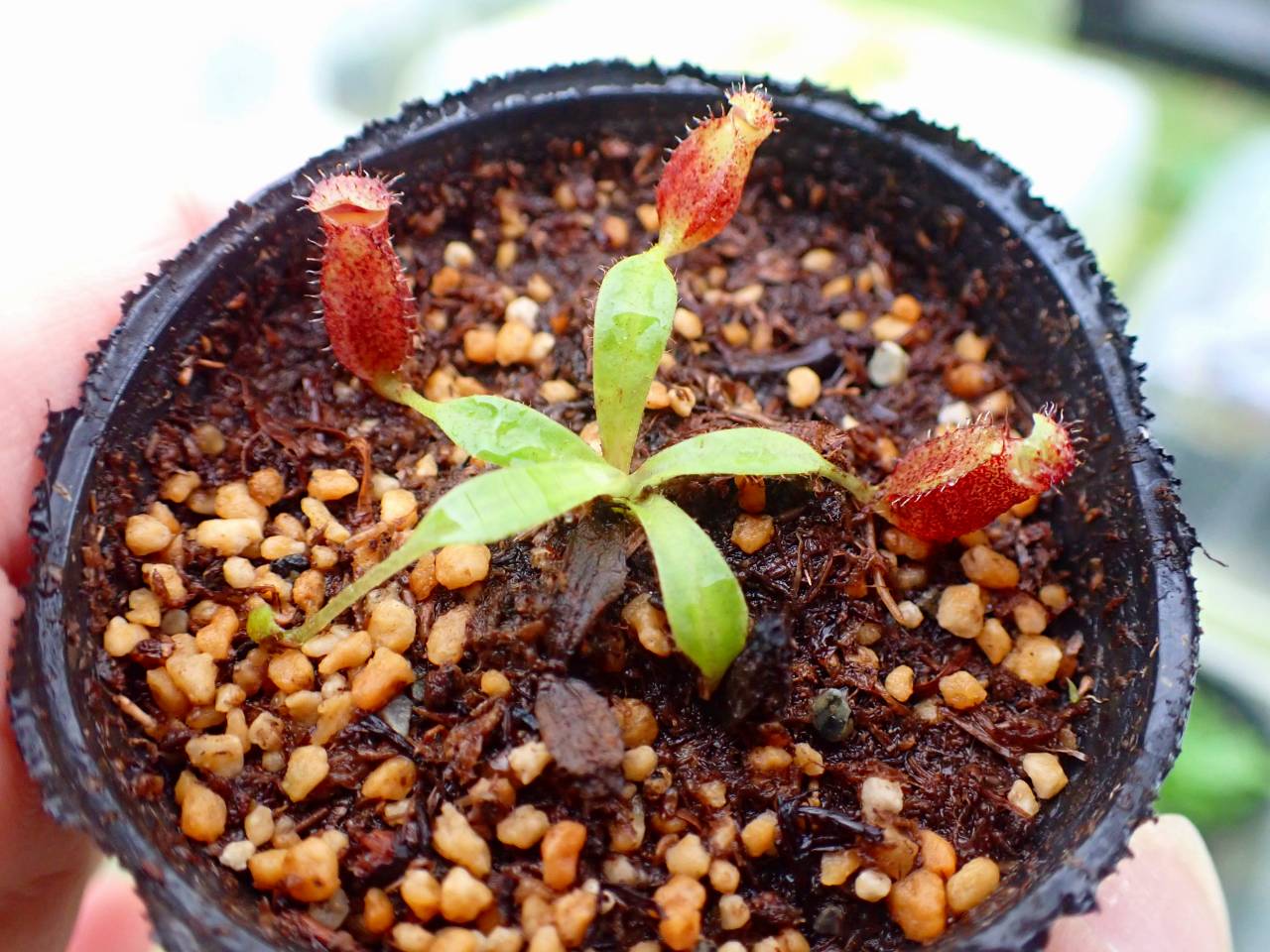 Y429 1-4 N. lowii x macrophylla #NNN - Y's Exotics （山田食虫植物