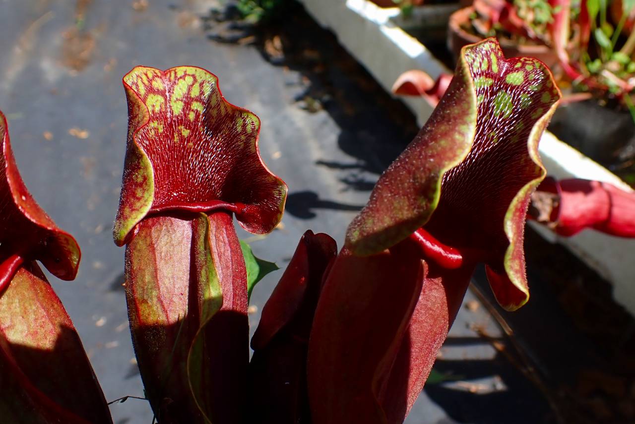 E559 S. purpurea ssp. venosa (seedling) - Y's Exotics （山田食虫
