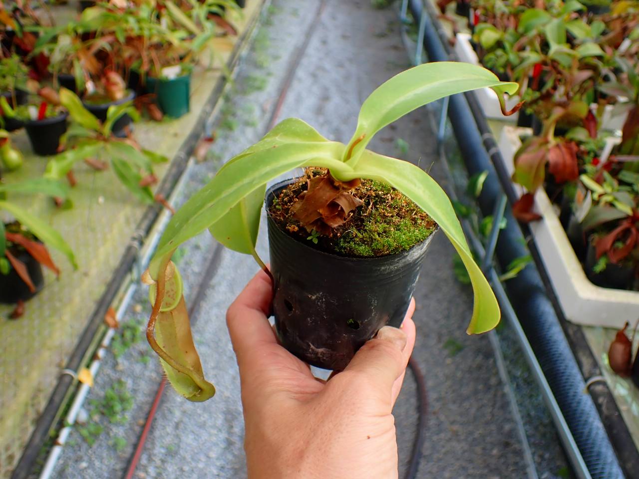 P125 5-3 N. veitchii x northiana red Y's Lab - Y's Exotics （山田