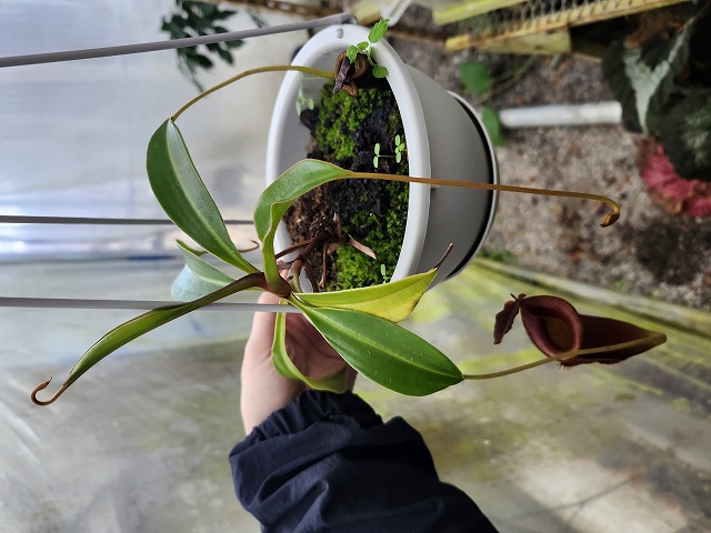 R456 1-4 N. jaquelineae x lowii #NNN - Y's Exotics （山田食虫植物