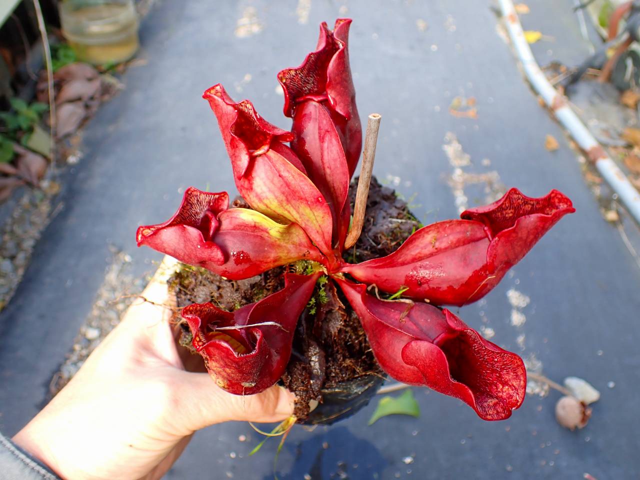 P455 S. purpurea ssp. venosa (伊勢花菖蒲園選別丸形株 No.72) MS