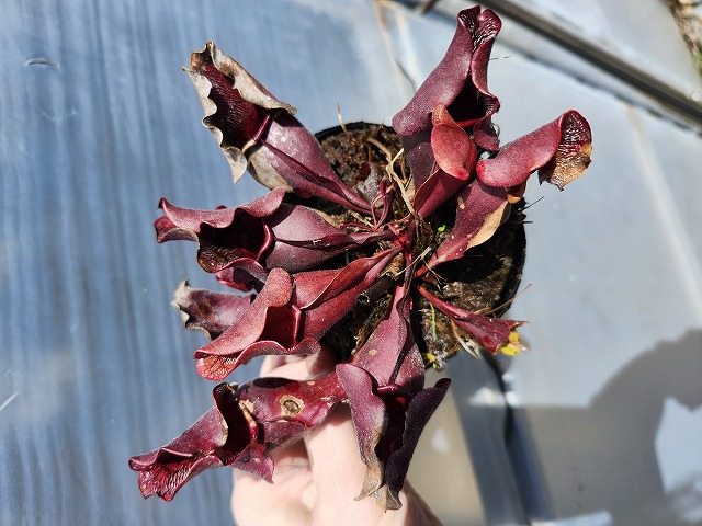 O597 S. purpurea ssp. venosa (伊勢花菖蒲園 選別丸形株No.45) MS