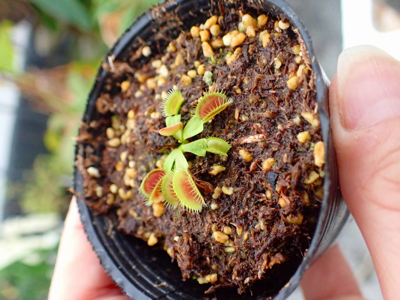 R182 5-2 Dionaea muscipula `BCP clone aka G16 Slack Gianat' [BCP