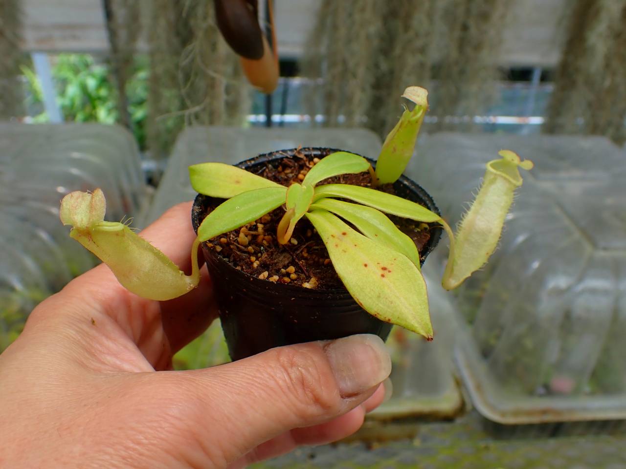 G911 5-1 N. sumatrana Y's Lab - Y's Exotics （山田食虫植物農園）