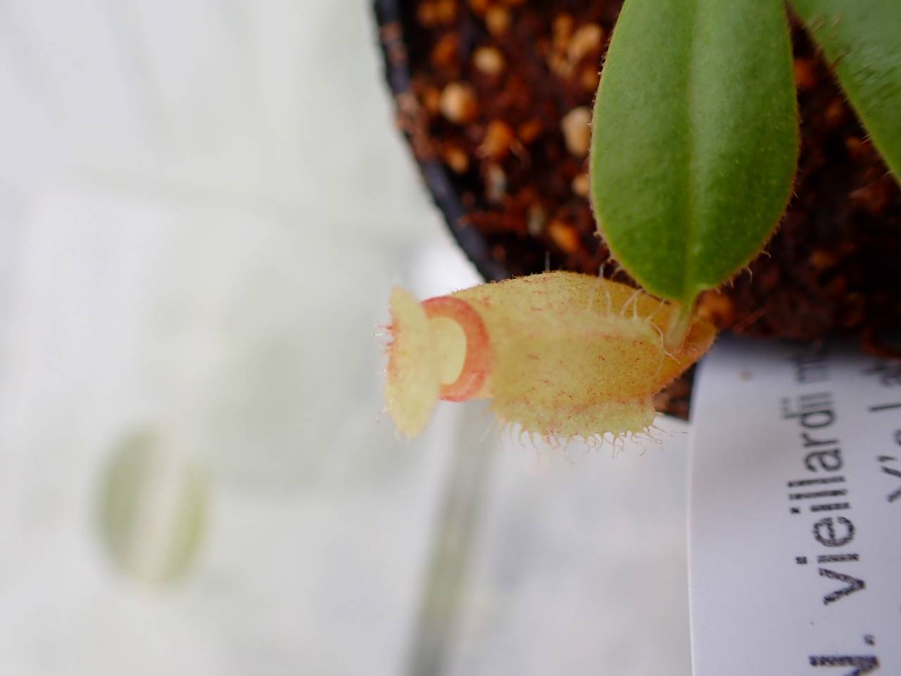 J233 5-1 [YA-29] N. vieillardii mt. Kagnis Giant Y's Lab - Y's