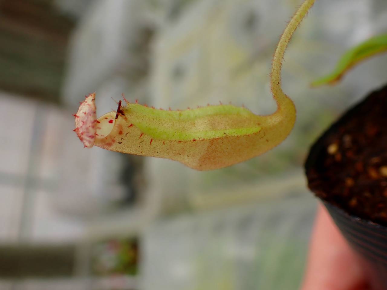 G107 5-1 [YA-170] N. clipeata Nep Gardner Y's Lab - Y's Exotics