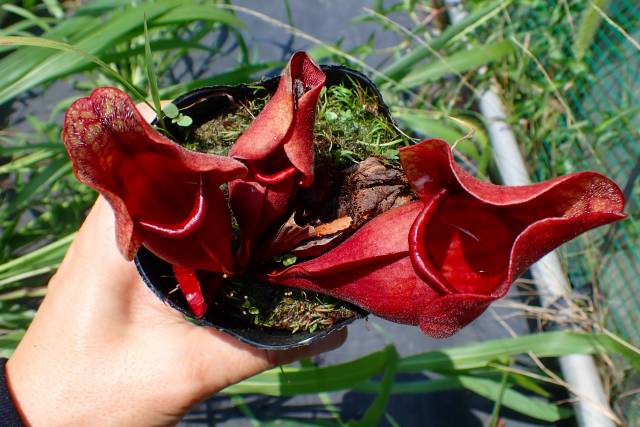 Y497 S. purpurea ssp. venosa EU | Y's Exotics （山田食虫植物
