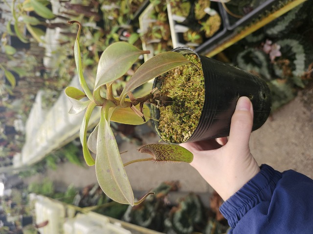 Y920 1-4 N. zakuriana WP - Y's Exotics （山田食虫植物農園）