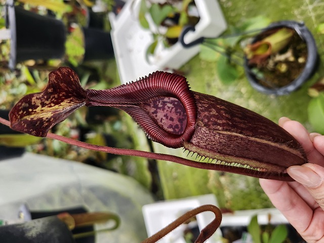 E617 1-3 N. maxima x villosa konan | Y's Exotics （山田食虫植物農園）
