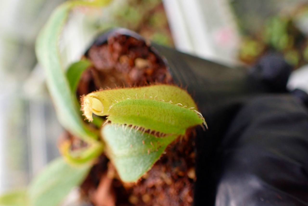 R365 5-1 [YA-62] N. veitchii `Akazukin' x veitchii (Bario stripe