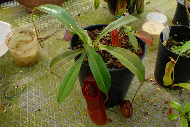 Y197 4-2 N. Facile Koto 一正園 | Y's Exotics （山田食虫植物