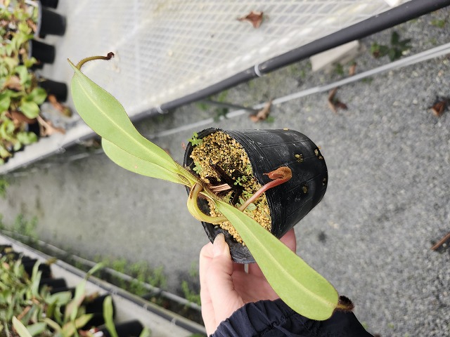 R417 5-1 N. veichii -highland x lowland No,269 EP - Y's Exotics