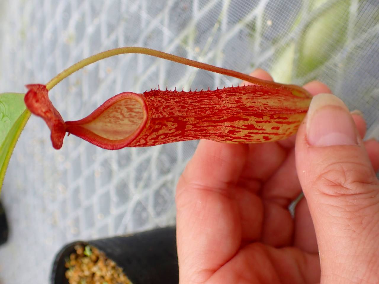 P418 5-3 ＃BBB N. Kihachijo 一正園 - Y's Exotics （山田食虫植物農園）