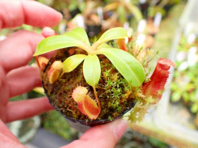 食虫植物 N.ventricosa (Quezon Prov.) ventricosa red Quezon No.1 #山田食虫植物農園 #食虫植物