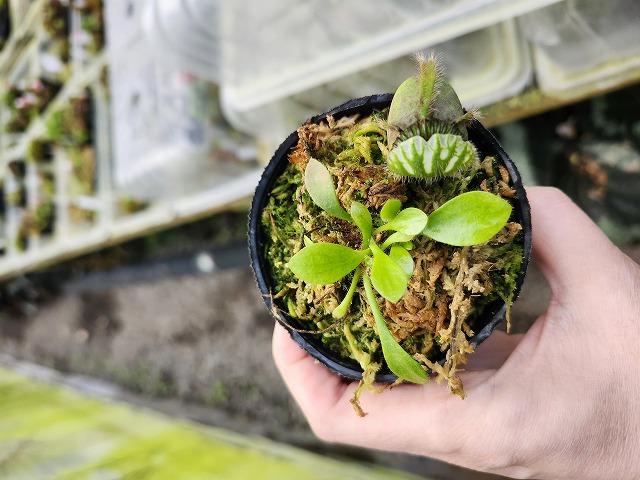 R349 1-1 Cephalotus follicularis `German Giant' C.C - Y's Exotics