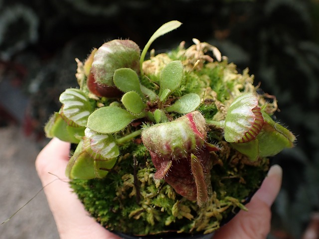 E629 1-1 Cephalotus follicularis `Big Boy ' - Y's Exotics （山田食