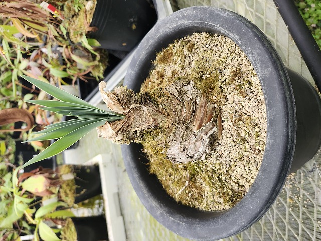 P112 5-3 Boophone disticha OB - Y's Exotics （山田食虫植物農園）