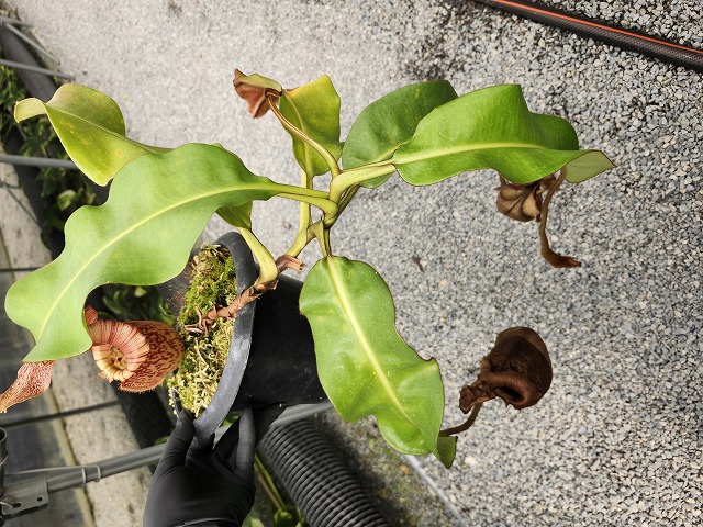 E578 5-2 N. maxima x veitchii Howell clone - Y's Exotics （山田食