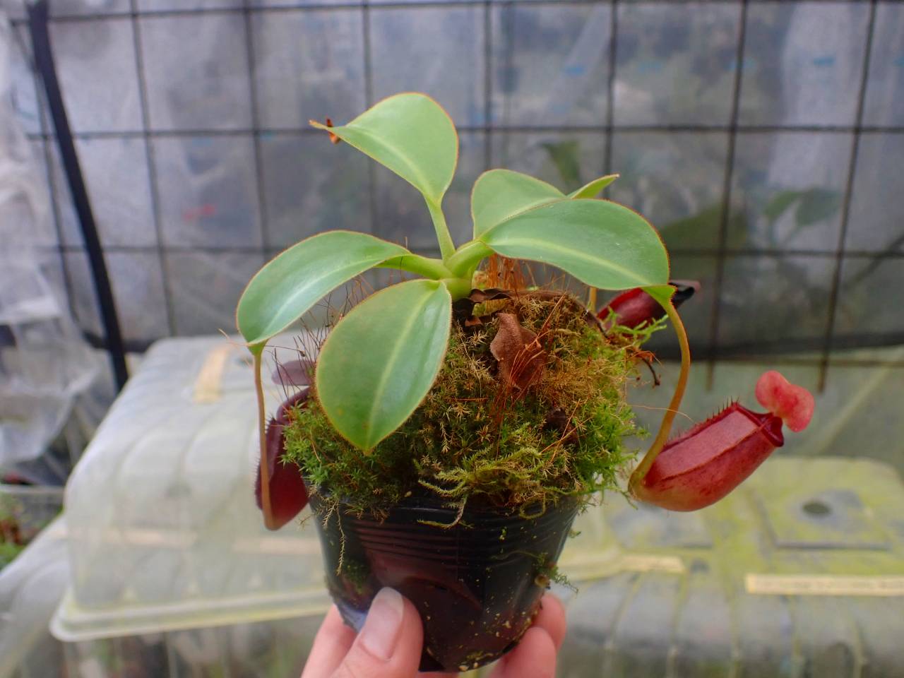 食虫植物N. rajah x villosa #NNN Nepenthes kinabaluensis (villosa x