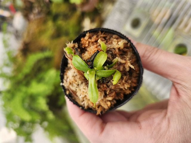 Y467 1-2 N. macrophylla {clone11, Gunung trusmadi, Borneo