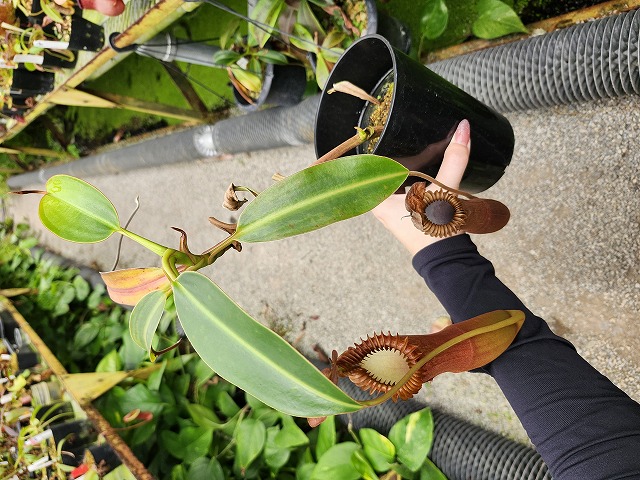 食虫植物N. edwardsiana Tambuyukon N. hamata x xharryana Tambuyukon #山田食虫植物農園 ＃食虫