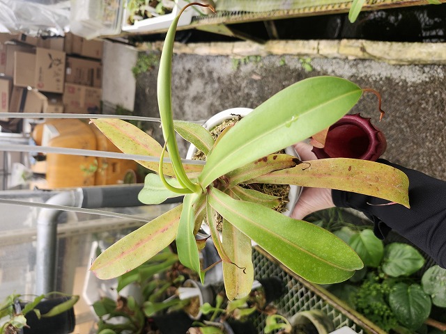 E595 1-2 N. ventricosa Quezon '姫神' #NNN - Y's Exotics （山田食虫
