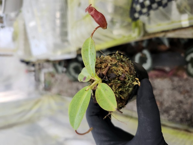 E103 1-4 N. rajah x edwardsiana #NNN - Y's Exotics （山田食虫植物