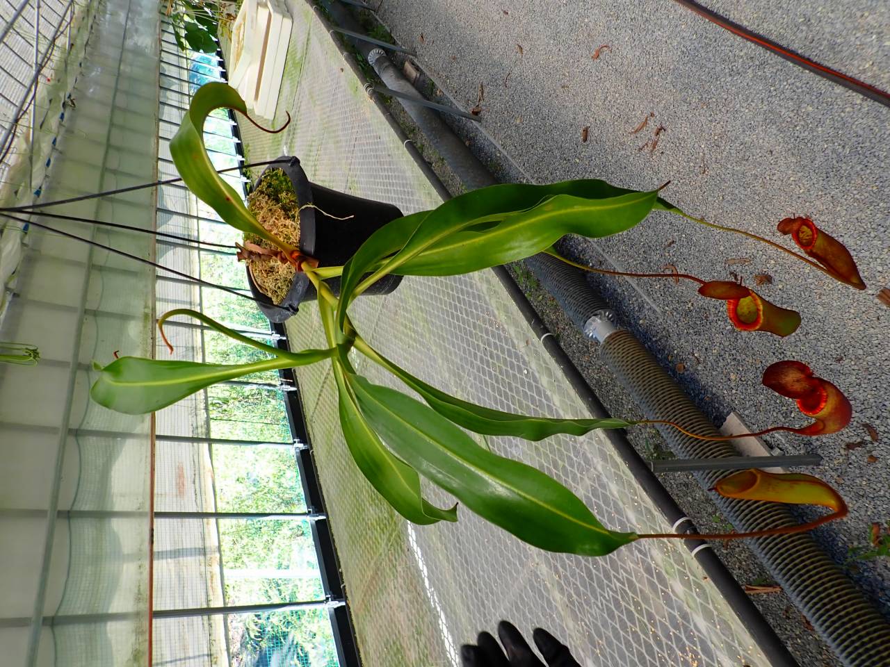 中トロ タコ足２ 貝柱 麗 R565 5-2 N. [(thorelii x rafflesiana) x thorelii-squat] x lowii