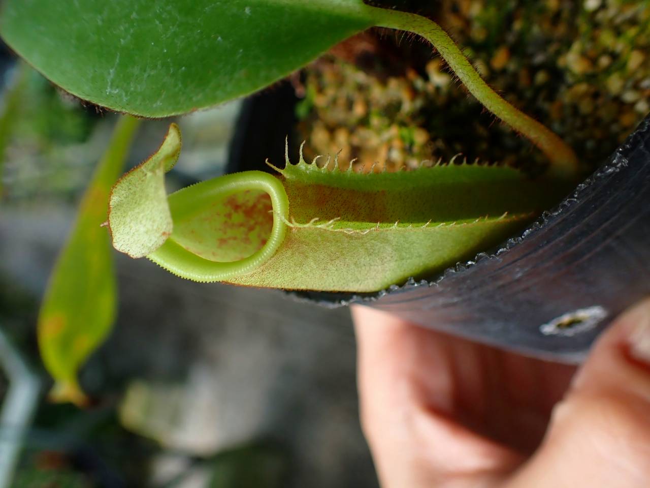 G012 3-2 N. veitchii Bario TH - Y's Exotics （山田食虫植物農園）