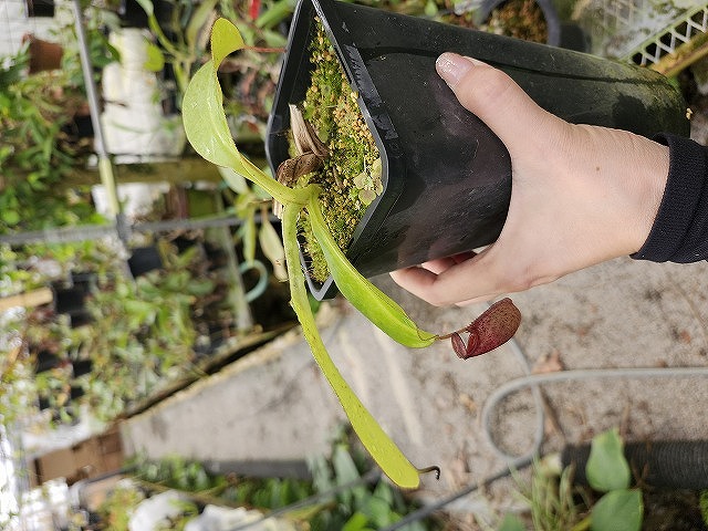 O101 1-2 N. xalisaputrana - Y's Exotics （山田食虫植物農園）