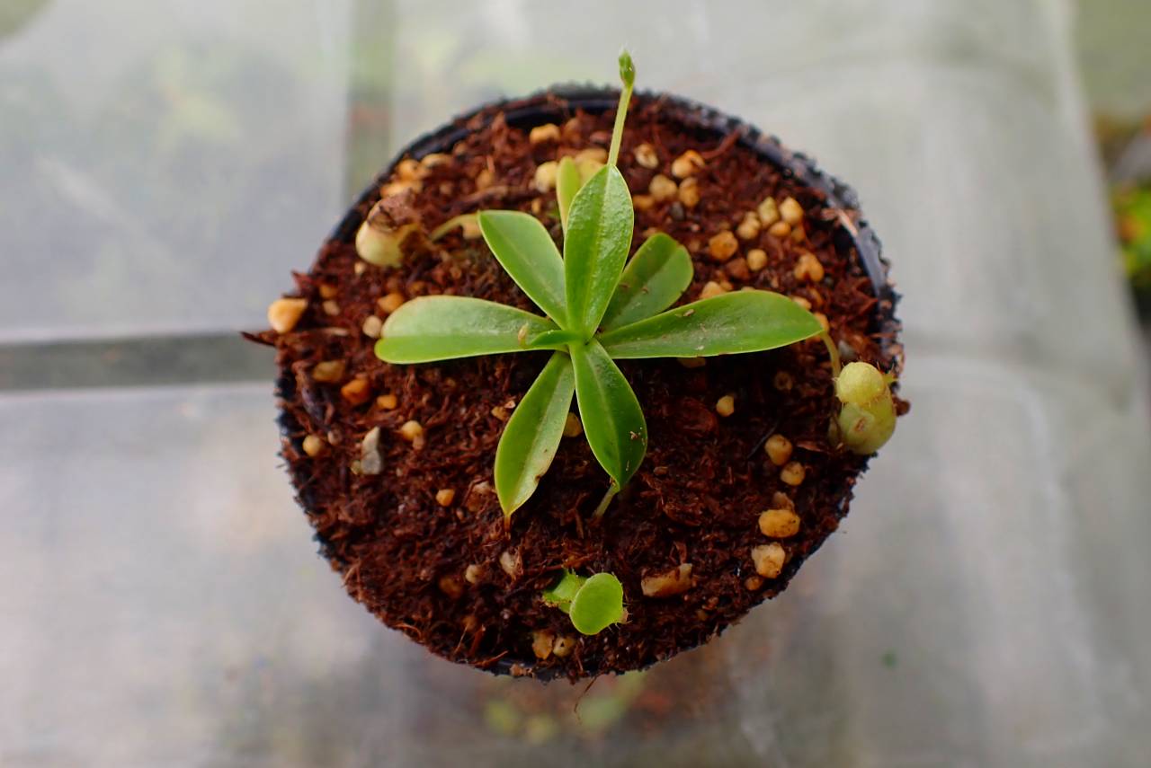 パピルス　ネフェルタリ Y827 5-1 [YA-8] N. pervillei Thomas Alt Y's Lab | Y's