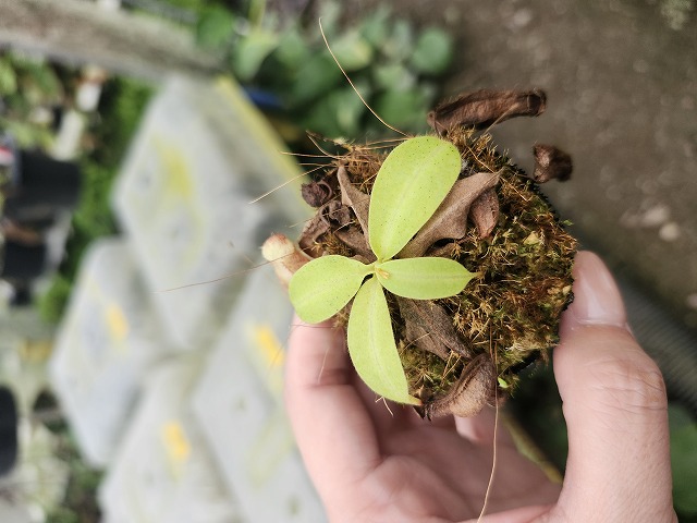 E543 1-4 N. maxima x xalisaputrana #NNN - Y's Exotics （山田食虫