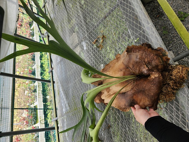G817 3-1 ビカク名前なし - Y's Exotics （山田食虫植物農園）