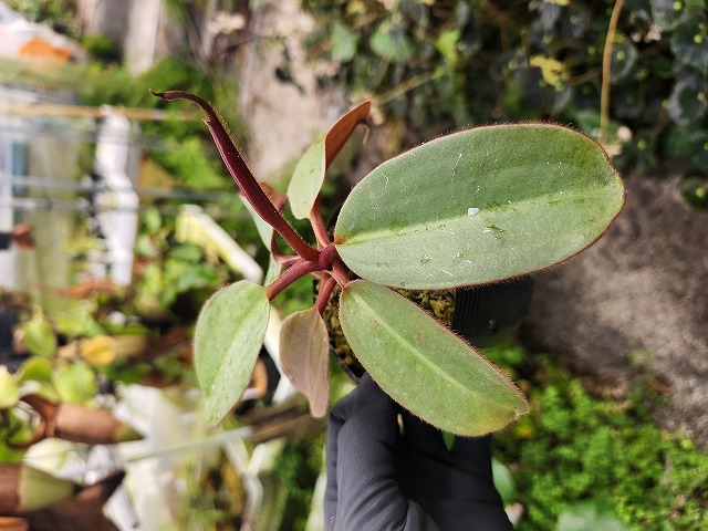 E547 1-4 N. rajah x peltata #NNN - Y's Exotics （山田食虫植物農園）