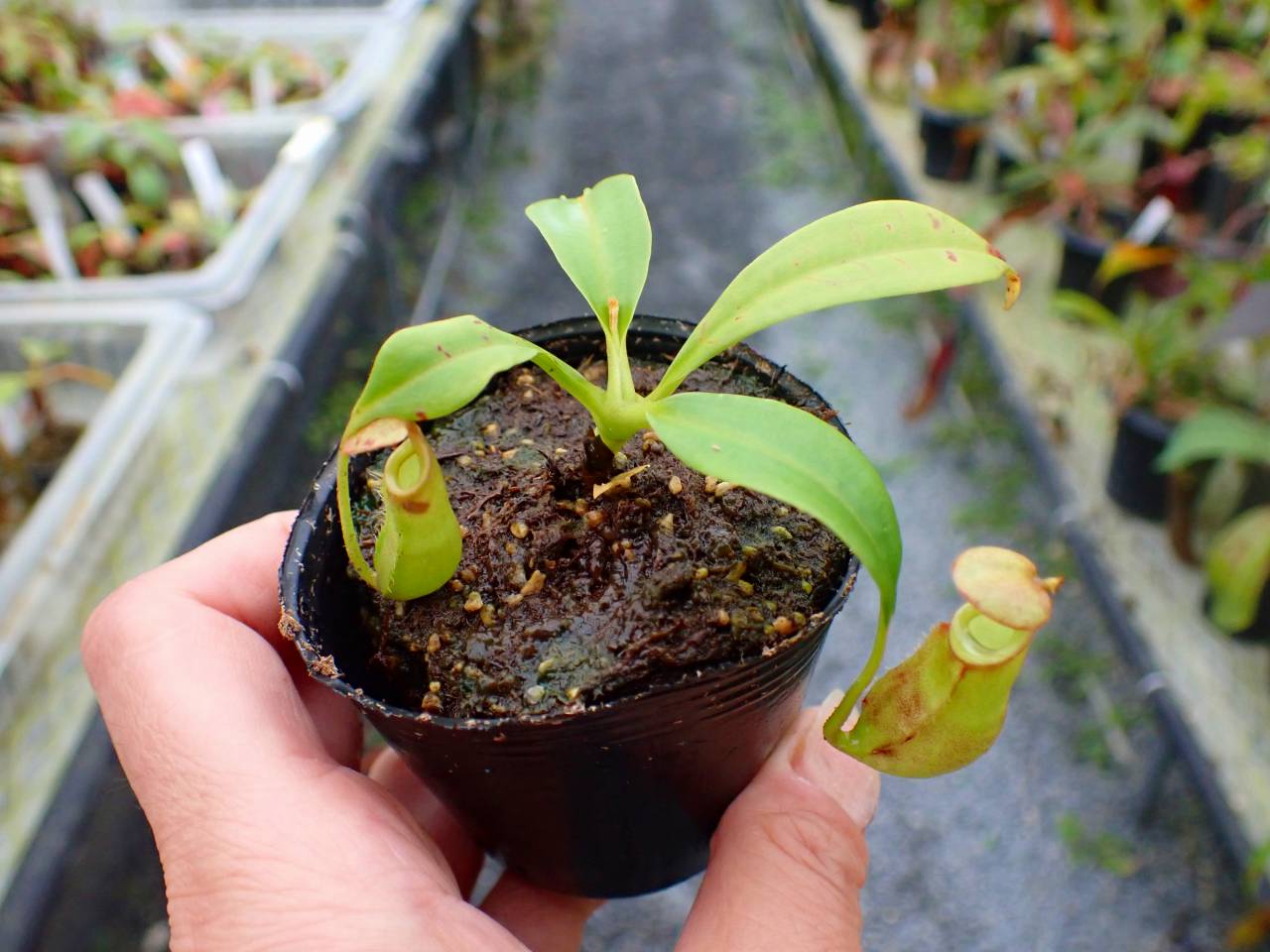 P326 5-1 N. bicalcarata Y's Lab - Y's Exotics （山田食虫植物農園）
